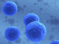 Stem Cells